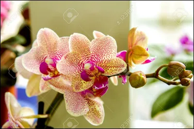 Quelle sont ces fleurs ?