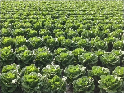 Si on ne raconte pas des salades en cuisine, on peut très bien historier !