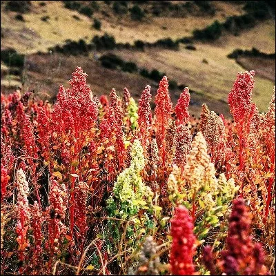 Quel pseudo-céréale cultivé depuis plus de 5000 ans possède des variétés appelées Glorieta ou Sucre ?