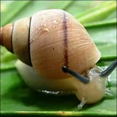 Quel gastéropode marin est qualifié de vrai quand il fait partie des littorines et de faux quand il fait partie des troques ?