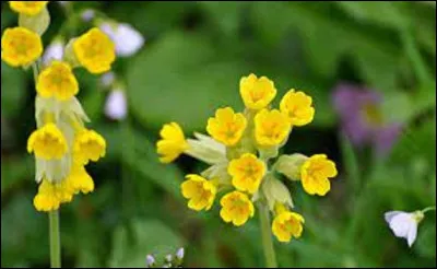 Dans le langage floral, que signifie le coucou ?
