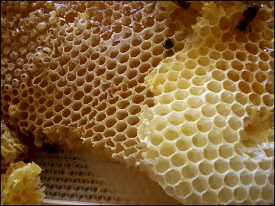 À Rome, qu'était-ce qu'un janual ?