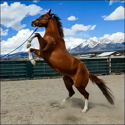 Quel est ton cheval préféré ?