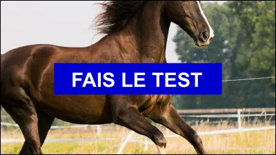 Combien as-tu créé de tests et de quiz ? En tout !