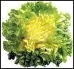 Quelle est cette salade ?