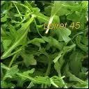 Quelle est cette salade ?