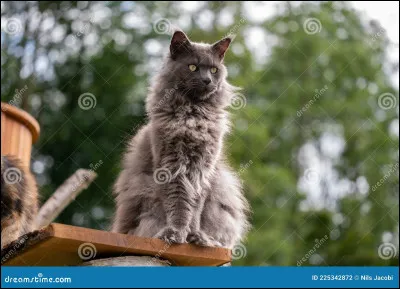 Entre Griffe d'Épine et elle, qui est devenu lieutenant ?