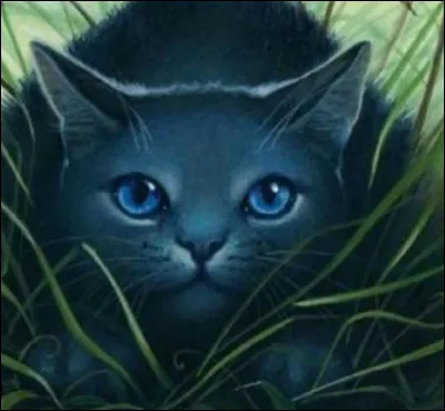 Quelle est la description physique d'Étoile Bleue ?