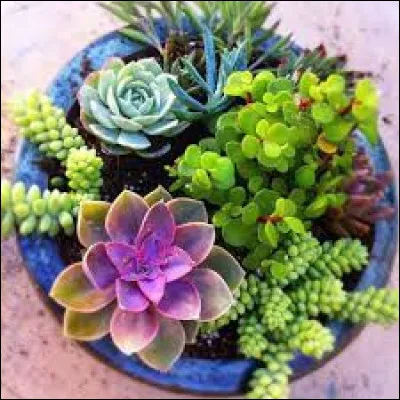 Quelle est la particularité d'une plante monocarpique ?