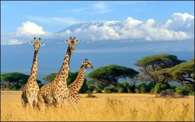 Quelle superficie le parc national du Kilimandjaro couvre-t-il ?