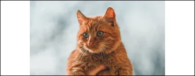 Qui est le frère de Belle Églantine ?