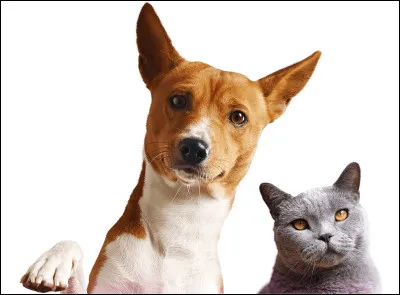Les chats, dans La Guerre des clans, sont-ils les amis des chiens ?