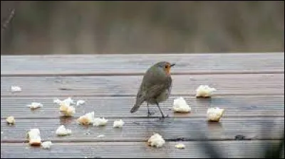 De ces trois oiseaux, l'un est capable d'attirer les poissons en leur jetant du pain !