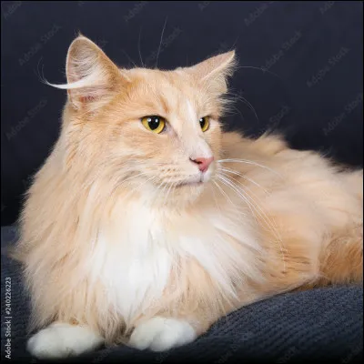 Qui est ton personnage préféré ?