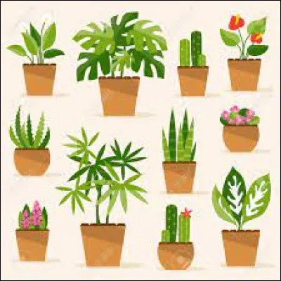 Pour cette question, je vais vous demander de cliquer sur le pommier d'amour.