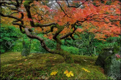 Quelle est la première lettre de ton prénom ? (5)

Si aucune des lettres n'est la première de ton prénom, prends-en une qui est dans ton prénom ou dans ton nom de famille.