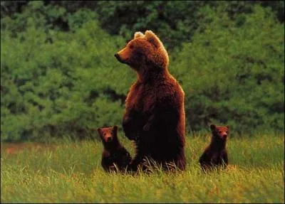 Dans laquelle de ces rgions survivent encore quelques ours bruns ?