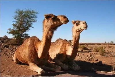 Combien d'estomacs le chameau possde-t-il ?