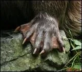 Lequel de ces mammifres n'a pas les pieds palms ?