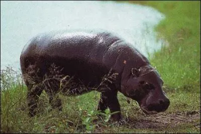 Quelle partie du corps est minuscule chez l'hippopotame ?