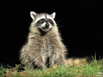 O vit le raton-laveur ?