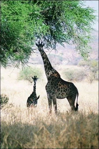 Comment s'appelle la femelle de la girafe ?