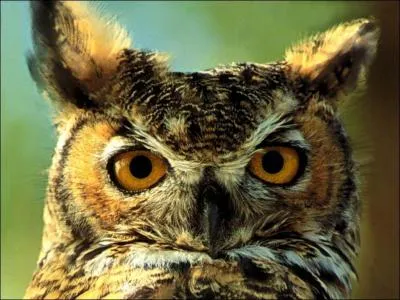 Que porte le hibou sur la tte ?