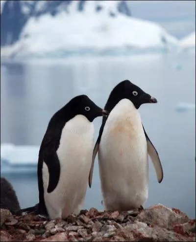 Quel ct de leur corps les pingouins mettent-ils au soleil lorsqu'ils ont froids ?