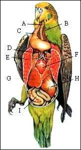 Comment s'appelle la troisime poche digestive des oiseaux ? (Le H sur la photo)