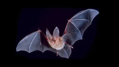 Qui est mort attaqué par la chauve-souris de Vecna dans le monde à l'envers ?