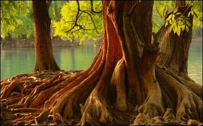 Quelle est la racine carrée du nombre 16 ?