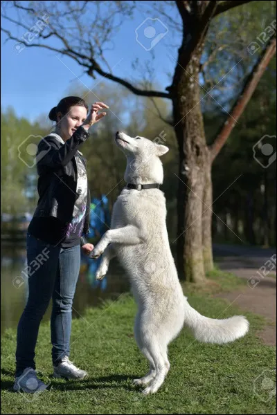 Quelle est la nature de "qui" dans la phrase : La dame a un chien qui est très gentil.