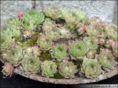 À quelle famille appartient la joubarbe ?