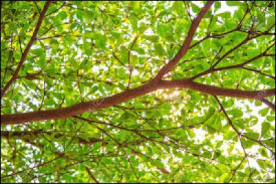 Quelle lettre faut-il remplacer pour obtenir un morceau coupé de cake ou de rôti ?