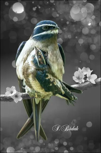 Quel est ce oiseau ?