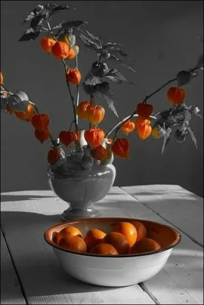 Que voyez-vous sur l'image ?