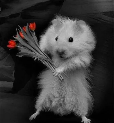 Quel est le titre du roman de Daniel Keyes ?