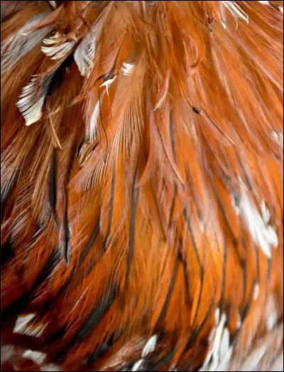 Si les plumes d'un oiseau tombent, peuvent-elles repousser ?