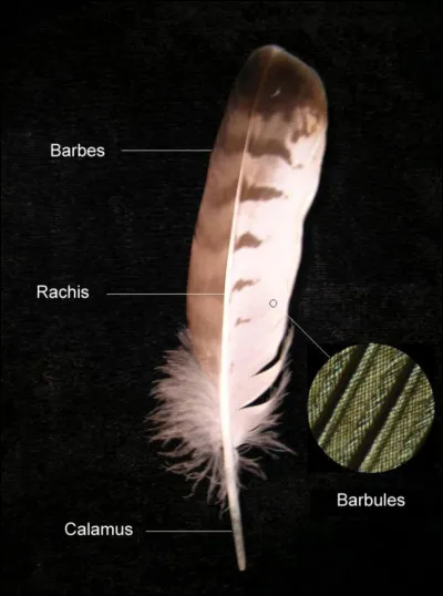 Les plumes sont-elles composées de kératine ?