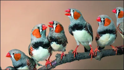 Lequel de ces animaux ne possède pas de plumes ?