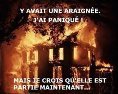 Combien de pattes possède une araignée ?