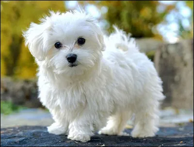 Quelle est la race de ce chien ?