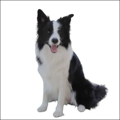 Quelle est la race de ce chien ?