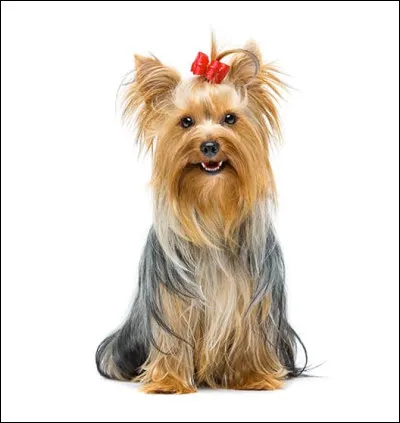 De quelle race est cette adorable boule de poils ?