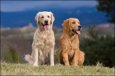 Quelle est la race de ces deux chiens ?