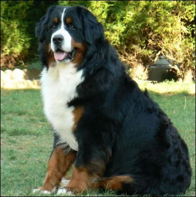 Quelle est la race de ce grand poilu ?