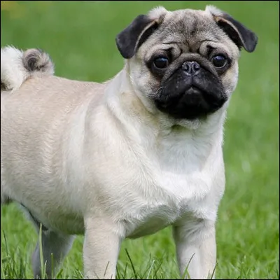 Quelle est la race de ce chien à la face écrasée ?