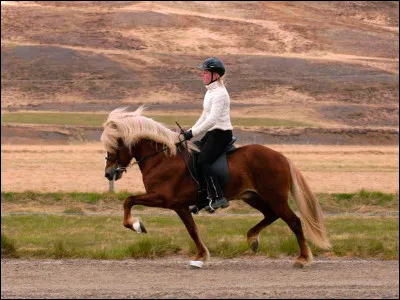 Quelle est la race de ce cheval ?