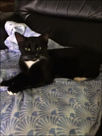 Le chat a la langue...