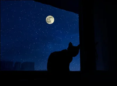 Le chat voit-il dans le noir ?